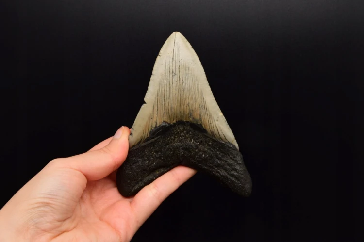 * MEGALODON REKIN CAŁY SKAMIENIAŁY ZĄB PRAWDZIWY ZJAWISKOWY OKAZ NR 2 *