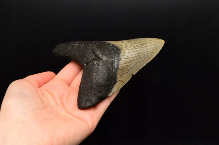 * MEGALODON REKIN CAŁY SKAMIENIAŁY ZĄB PRAWDZIWY ZJAWISKOWY OKAZ NR 2 *