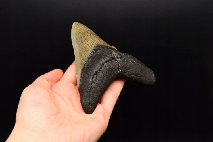 * MEGALODON REKIN CAŁY SKAMIENIAŁY ZĄB PRAWDZIWY ZJAWISKOWY OKAZ NR 2 *