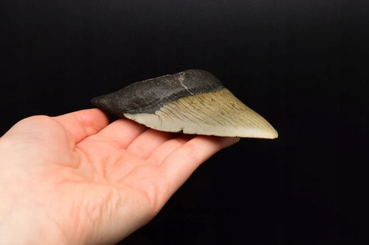 * MEGALODON REKIN CAŁY SKAMIENIAŁY ZĄB PRAWDZIWY ZJAWISKOWY OKAZ NR 2 *