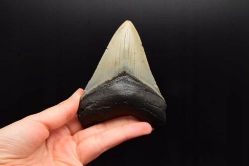 * MEGALODON REKIN CAŁY SKAMIENIAŁY ZĄB UNIKAT DO KOLEKCJI W RAMCE 3D NR 1 *
