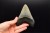 * MEGALODON REKIN CAŁY SKAMIENIAŁY ZĄB UNIKAT DO KOLEKCJI W RAMCE 3D NR 1 *