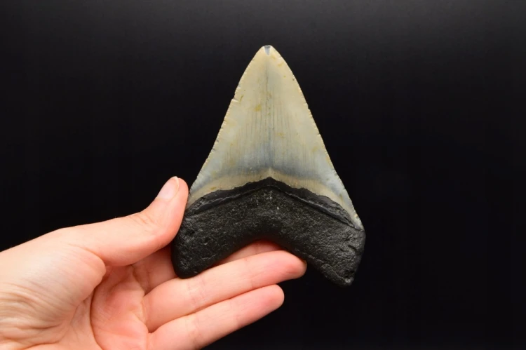 * MEGALODON REKIN CAŁY SKAMIENIAŁY ZĄB UNIKAT DO KOLEKCJI W RAMCE 3D NR 1 *