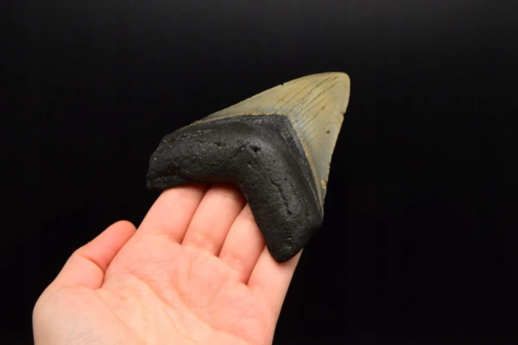 * MEGALODON REKIN CAŁY SKAMIENIAŁY ZĄB UNIKAT DO KOLEKCJI W RAMCE 3D NR 1 *