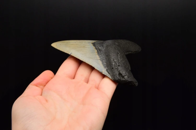 * MEGALODON REKIN CAŁY SKAMIENIAŁY ZĄB UNIKAT DO KOLEKCJI W RAMCE 3D NR 1 *