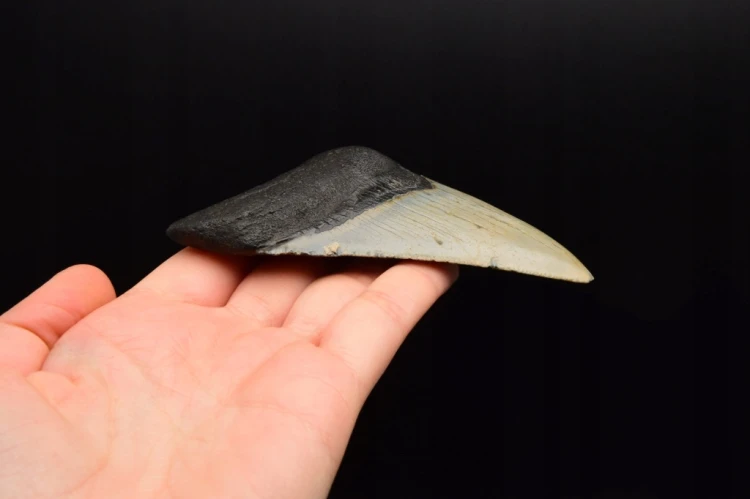 * MEGALODON REKIN CAŁY SKAMIENIAŁY ZĄB UNIKAT DO KOLEKCJI W RAMCE 3D NR 1 *