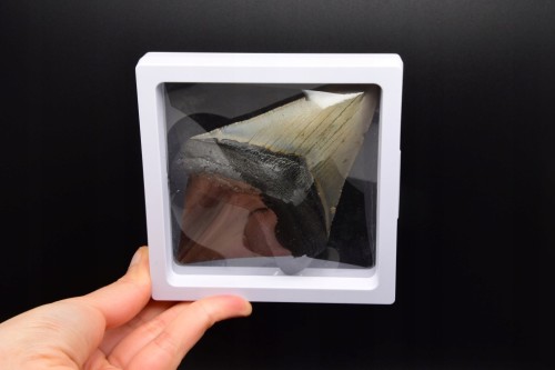* MEGALODON REKIN CAŁY SKAMIENIAŁY ZĄB UNIKAT DO KOLEKCJI W RAMCE 3D NR 1 *