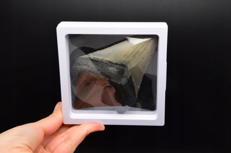 * MEGALODON REKIN CAŁY SKAMIENIAŁY ZĄB UNIKAT DO KOLEKCJI W RAMCE 3D NR 1 *