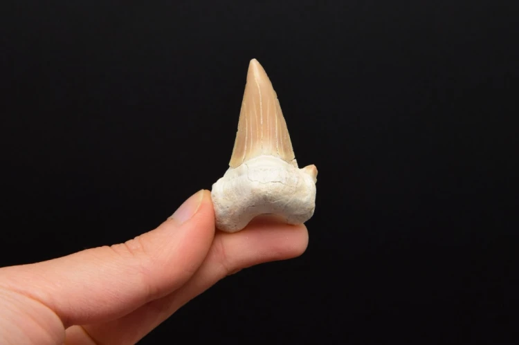 * ZĄB REKINA W RAMCE 3D PRAWDZIWY INTERESUJĄCY OKAZ NR 11 *