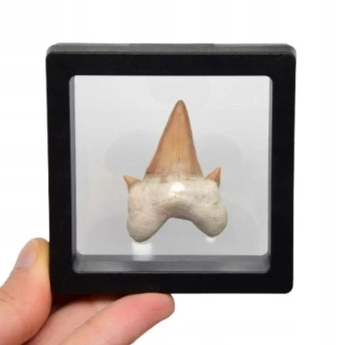 * ZĄB REKINA W RAMCE 3D DOBRZE ZACHOWANA SKAMIENIAŁOŚĆ NR 10 *