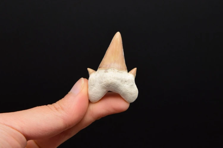 * ZĄB REKINA W RAMCE 3D DOBRZE ZACHOWANA SKAMIENIAŁOŚĆ NR 10 *