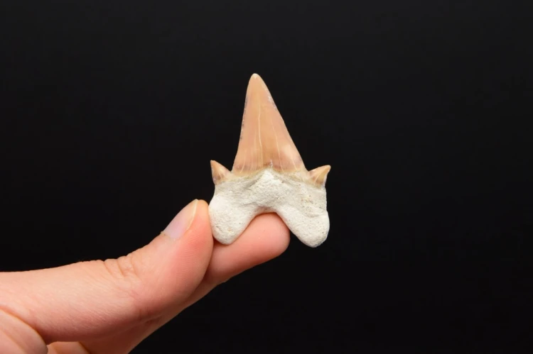 * ZĄB REKINA W RAMCE 3D DOBRZE ZACHOWANA SKAMIENIAŁOŚĆ NR 10 *