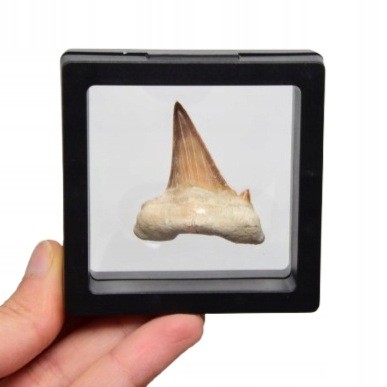 * ZĄB REKINA W RAMCE 3D NATURALNA SKAMIELINA BARDZO DOBRA JAKOŚĆ NR 8 *