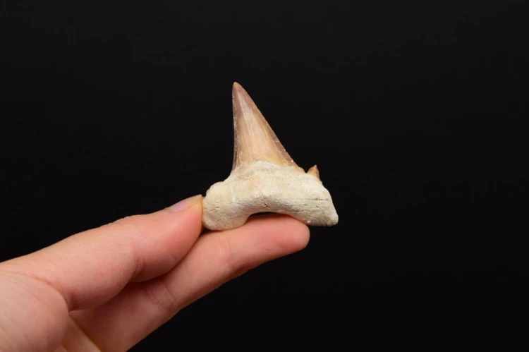 * ZĄB REKINA W RAMCE 3D NATURALNA SKAMIELINA BARDZO DOBRA JAKOŚĆ NR 8 *