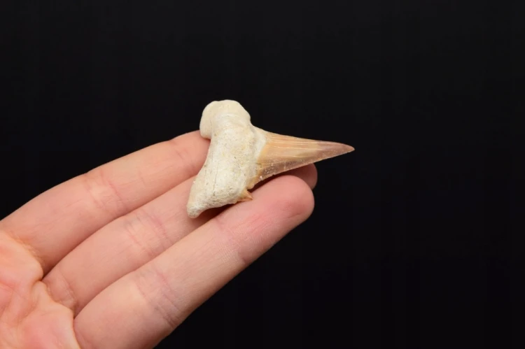 * ZĄB REKINA W RAMCE 3D NATURALNA SKAMIELINA BARDZO DOBRA JAKOŚĆ NR 8 *