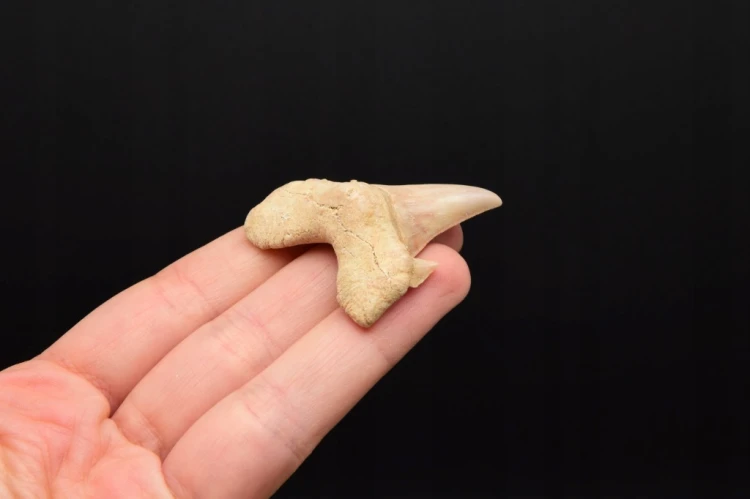 * ZĄB REKINA W RAMCE 3D ORYGINALNA SKAMIENIAŁOŚĆ DO KOLEKCJI NR 5 *