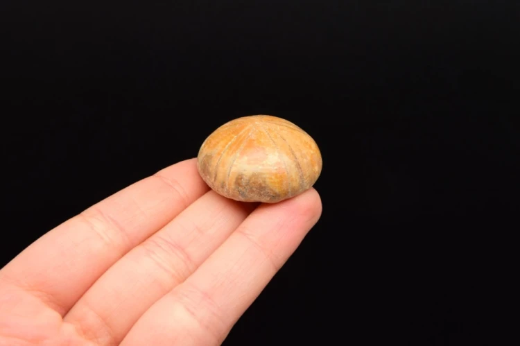 * JEŻOWIEC PYGURUS MARMONTI NATURALNA SKAMIENIAŁOŚĆ W PUDEŁKU NR 6 *