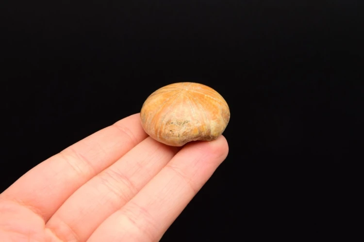 * JEŻOWIEC PYGURUS MARMONTI NATURALNA SKAMIENIAŁOŚĆ W PUDEŁKU NR 6 *