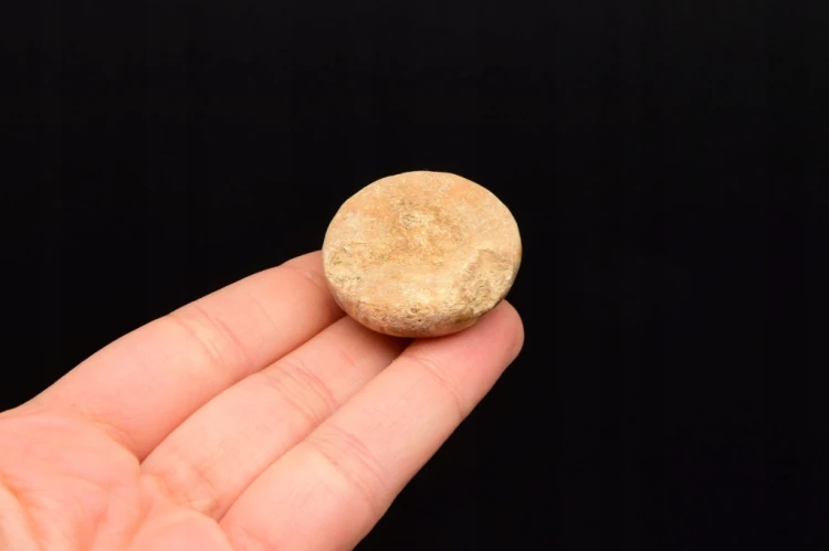 * JEŻOWIEC PYGURUS MARMONTI NATURALNA SKAMIENIAŁOŚĆ W PUDEŁKU NR 6 *
