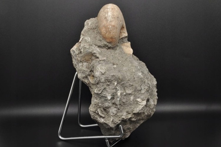 fc7110a855ac712172ab6a19c8cb9367