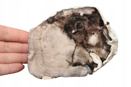 41100121be0a1c2fb499c89817d92532