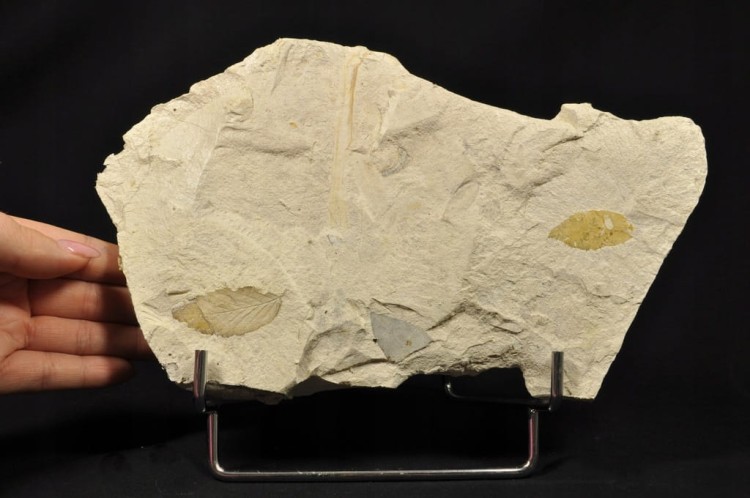 260e1df393ec76ed3960afd5911835aa