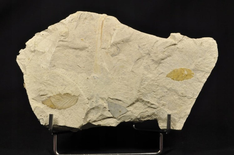 00a037407064aeb2a3f5cc77b0d9d31b