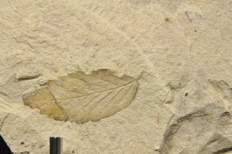 b36b8e2e0df404473c7e73a37785974c