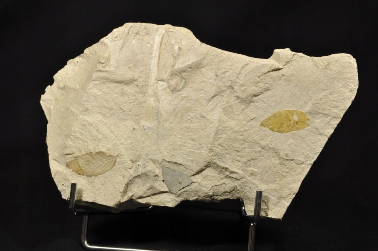 113f823e0c08ff9d5e8a9f00f4f80170