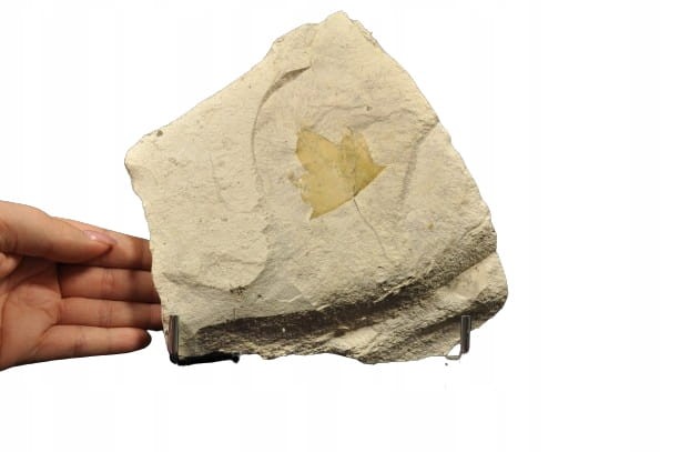 642a5912df6dfaf751aed21c5defdd17