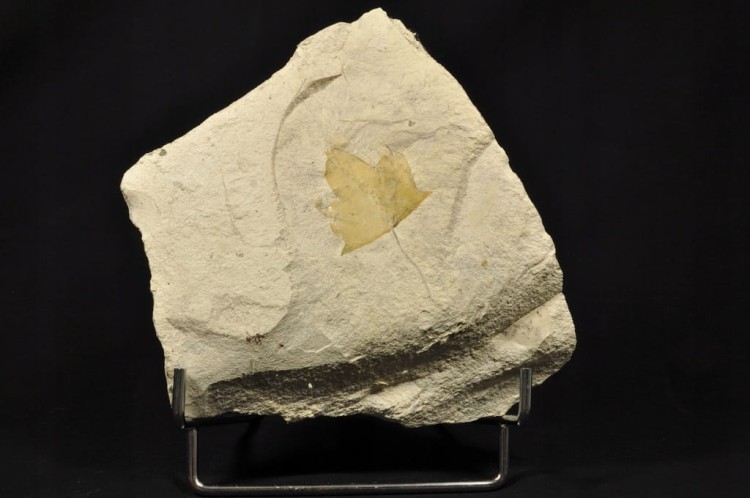 1ab011b31370b9d8a2843449613566ab