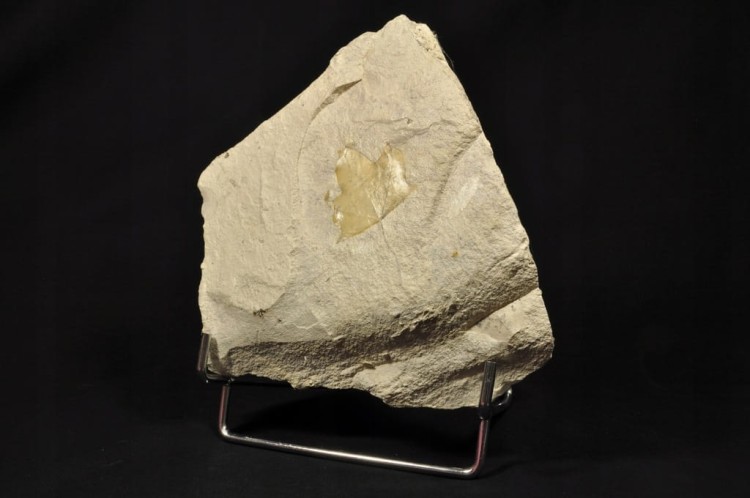 55d60f0ac8dcaa241832d16763e41c4a