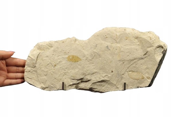 e1acf58e592fcc31bdfcfe08ab1799bf