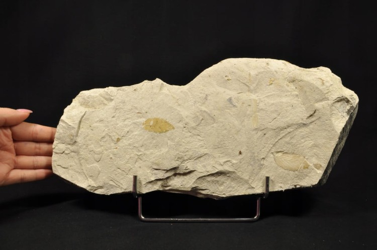 f34461f400f1d52e8d5627b1a5ae47ba