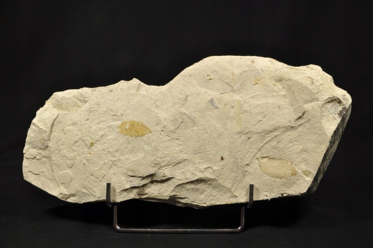 bab3ec7c51d713ca386ee6133881f592