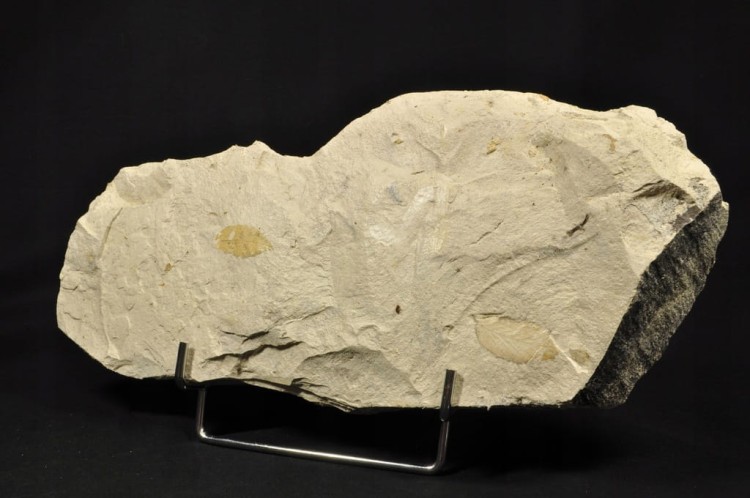 f19bc9bbfc837983e8216202b70a6c8b