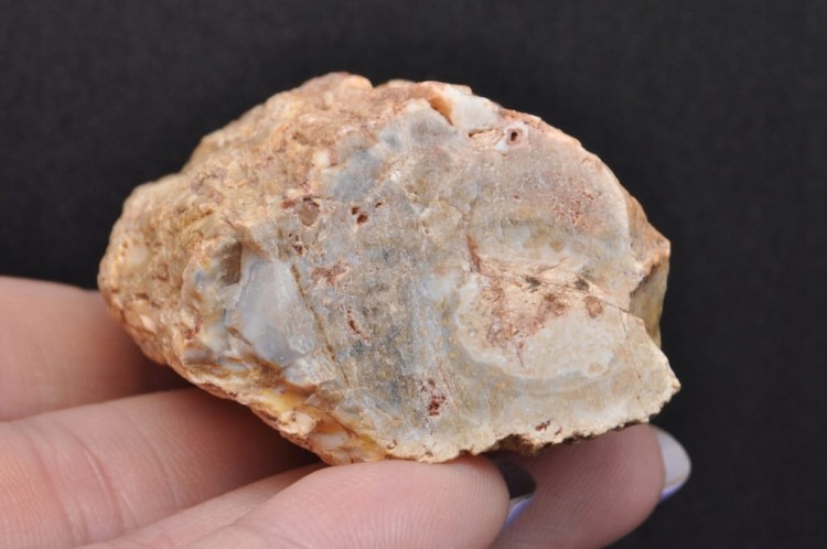 d2e52f325d79ef291bd46280ba3e66e1