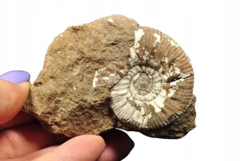 2de43d92f28f53c7e97dd2ef9b4279e7