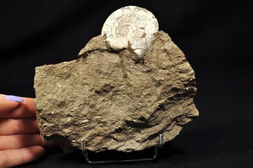 17291ea432a171d5a6ef4aab7e706d9a