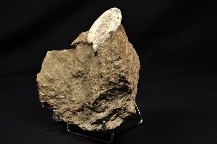 67eae4f68e88f1cb05c169b3b2165ba8