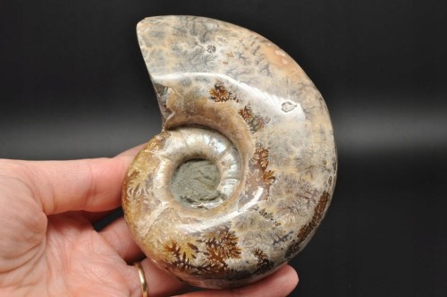 954e0f2ad433f0b47f97e03ee6676cd4