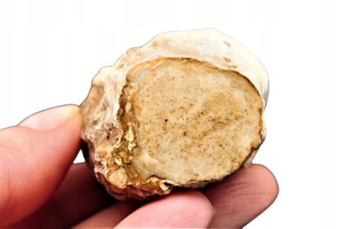 6a8199f3328ce4b9066506117a09c264