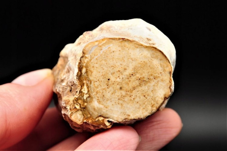 222dbc9091d1359e964d6ef87ad4986a