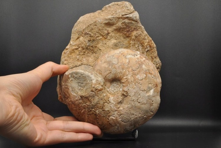 9856ed346c850278c40472e5dc09a92b