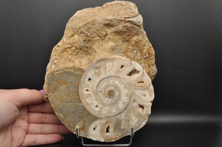 845eba1809bcb35a9f73cf38f469f13e