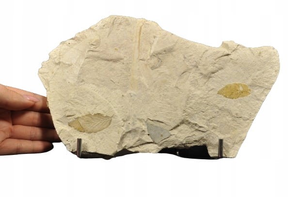 0797aadfa97a9b287aec67376b503706