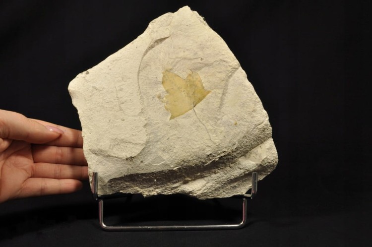 7643610fed02f1b81339d531c70da36d