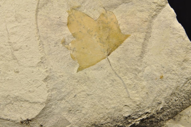 74d55ad7e9a953b602016177ea658520