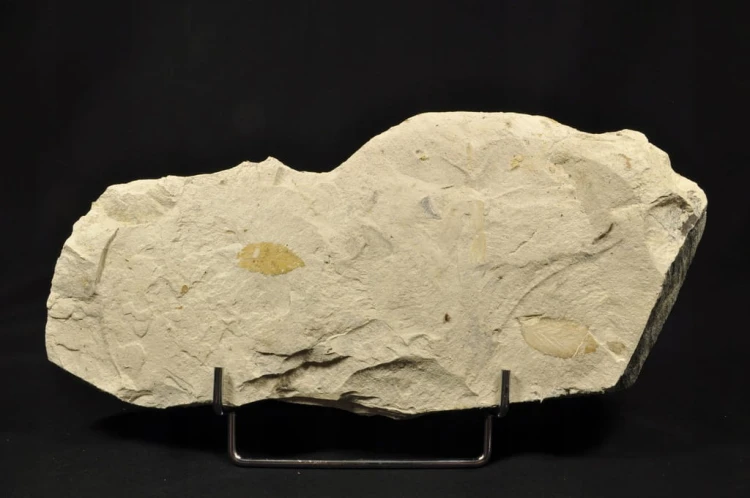 bab3ec7c51d713ca386ee6133881f592