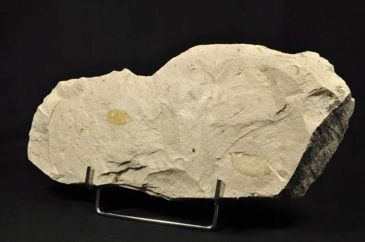 f19bc9bbfc837983e8216202b70a6c8b